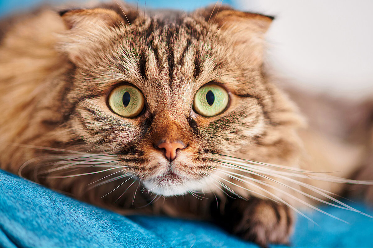travelarium.ph / Shutterstock / FOTODOM📷Хайленд-фолд — длинношерстная шотландская вислоухая кошка
