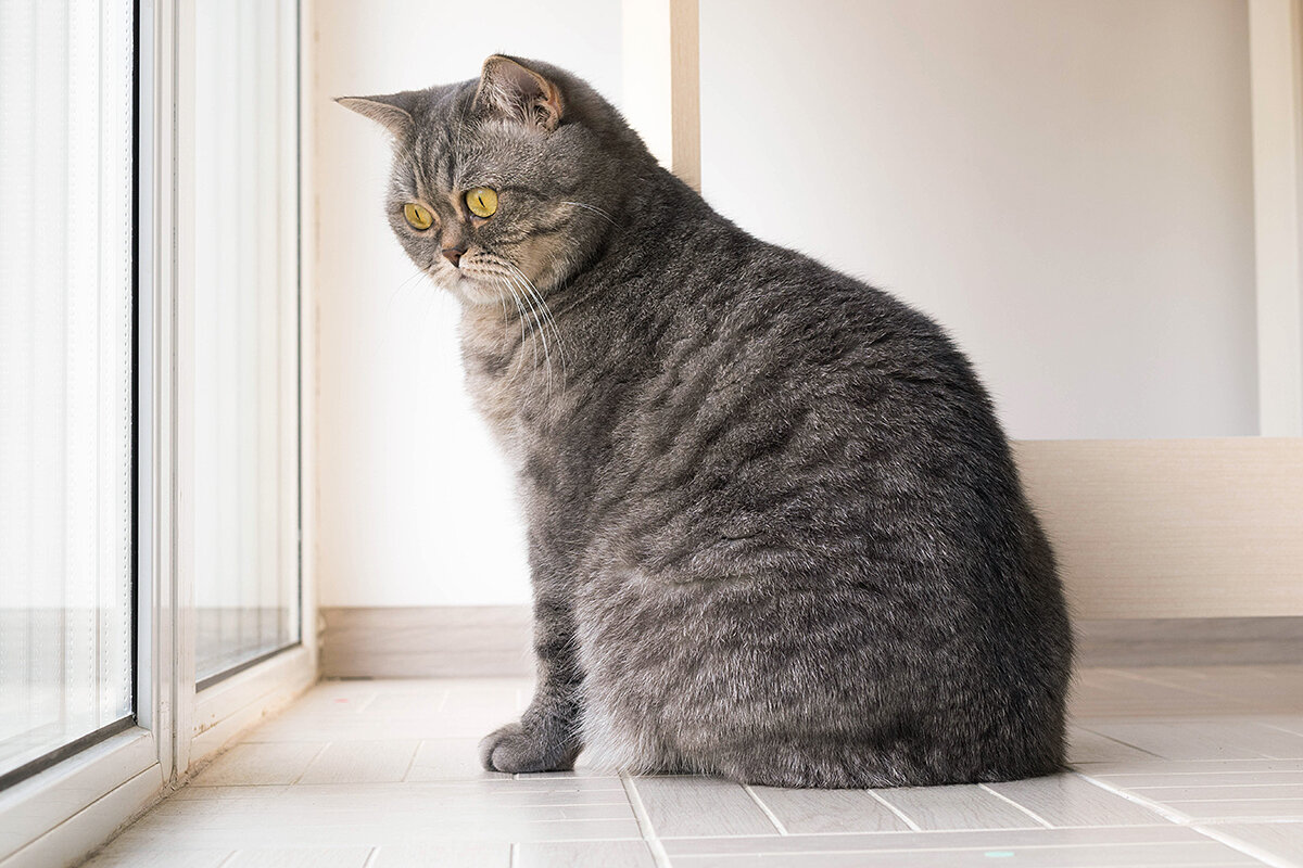 Nadiia Aksonova / Shutterstock / FOTODOM📷Скоттиш-страйт — шотландская прямоухая кошка