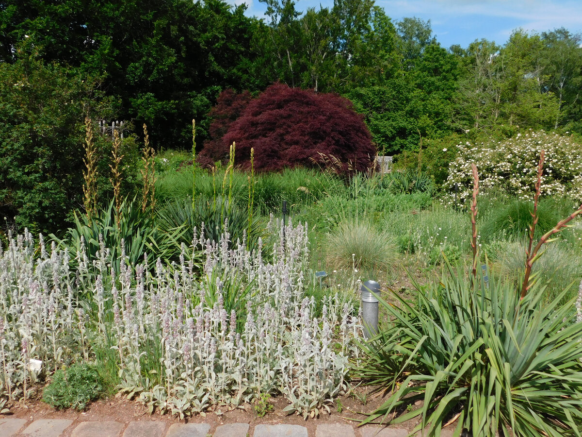 Юкка готовится к цветению