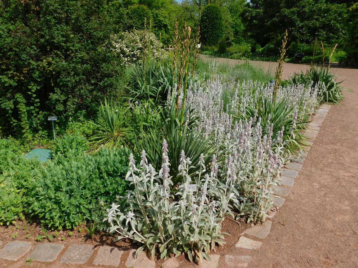Стахис посажен волной