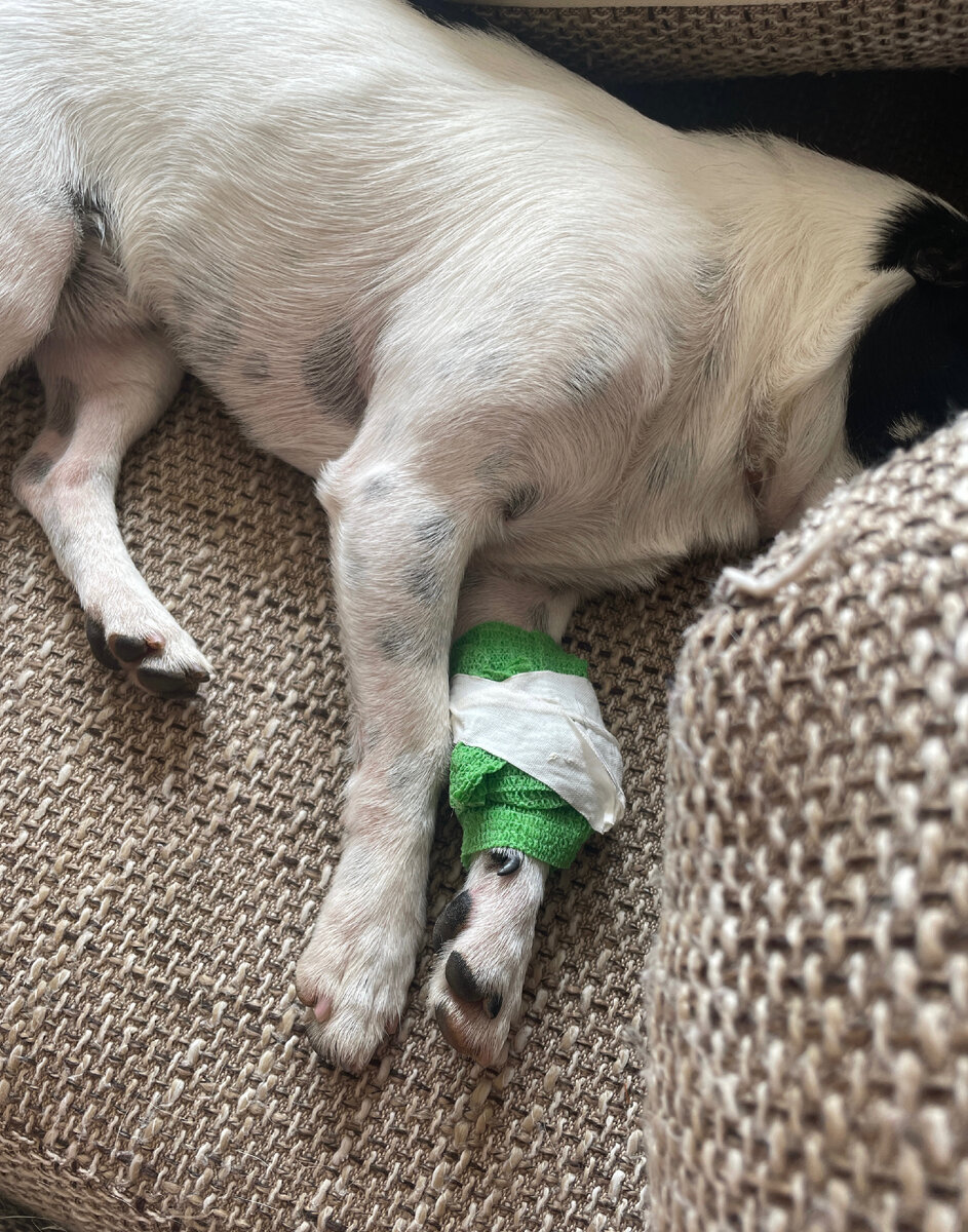 Ну очень перепугались за нашего Кексика