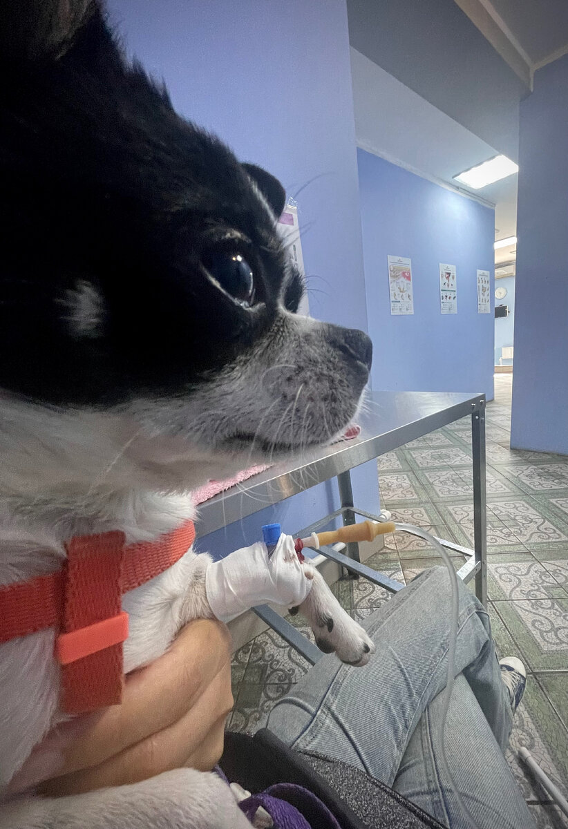 Наш курносый страдалец