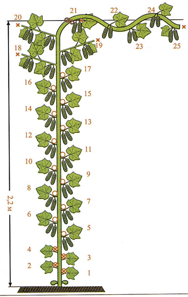 Формировка огуречной плети. Листочки, пасынки, усы обрываем до 5 листа. Фо-то из свободного доступа Яндекс.