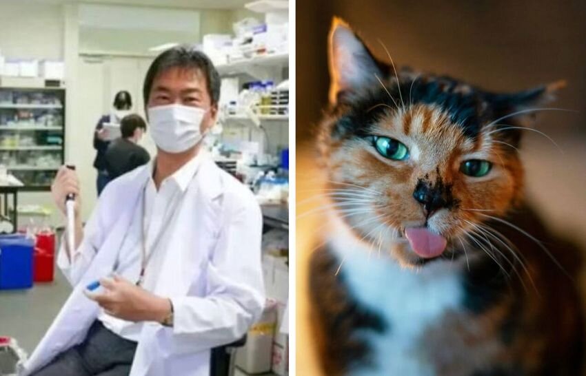 ЯПОНСКИЙ УЧЕНЫЙ СОЗДАЛ ВАКЦИНУ, КОТОРАЯ ПОЗВОЛИТ УВЕЛИЧИТЬ ПРОДОЛЖИТЕЛЬНОСТЬ ЖИЗНИ ДОМАШНИМ КОШКАМ ДО 30 ЛЕТ. ФОТО: BOREDPANDA.COM