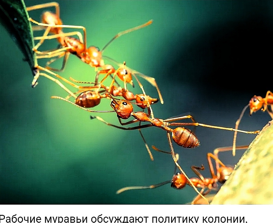 Когда муравьи "разговаривают"