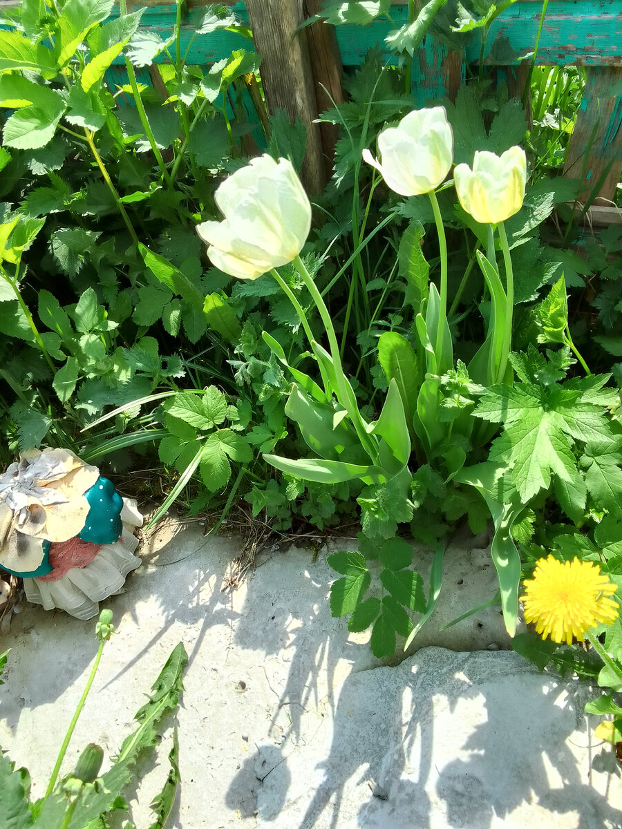 Белые тюльпаны на 2 ом участке 🌷2 июня 2024 г.🌷