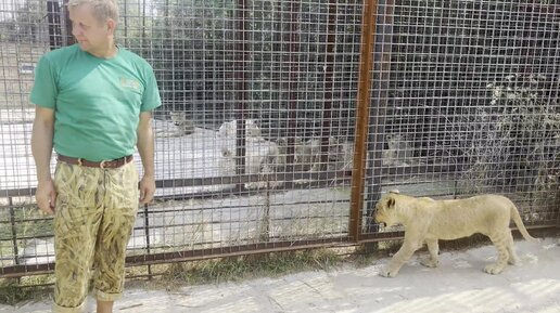 Велес, Зубков и Алексагина внутри вольера с молодыми львятами, лев бросился на меня в парке Тайган