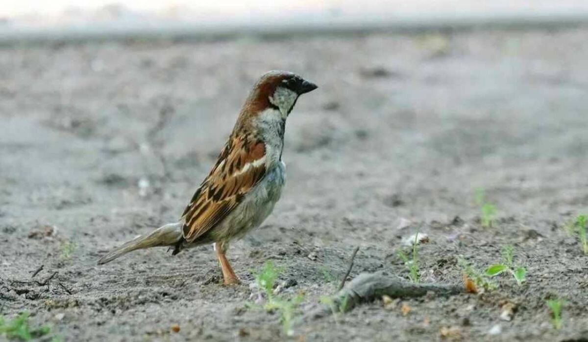     Птенец. Источник: spb.kp.ru Автор фото: Артём Килькин