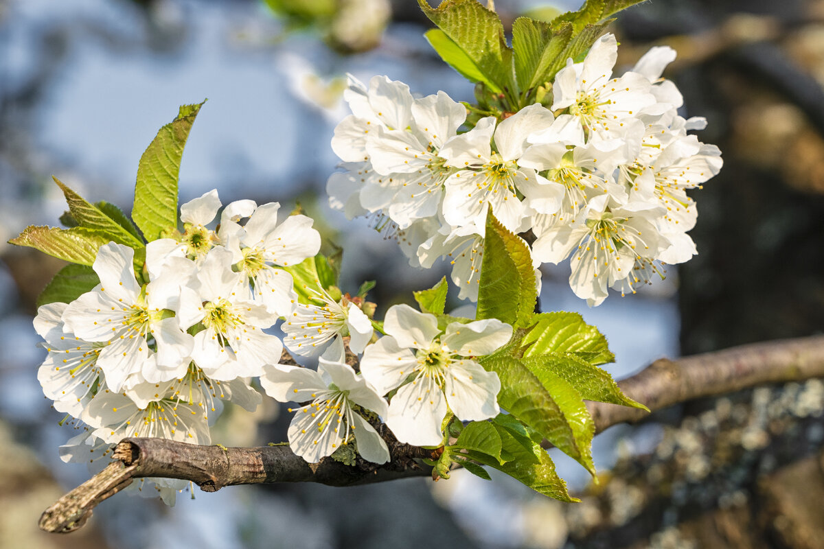 источник фото: <a href="https://ru.freepik.com/free-photo/closeup-selective-focus-shot-blooming-white-cherry-blossoms-blue-sky_11527426.htm#fromView=search&page=1&position=12&uuid=fc1073f1-ba9e-4337-be4d-44f00a815208">Изображение от wirestock на Freepik</a>