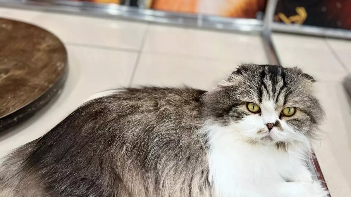     Источник: Управление ветеринарии