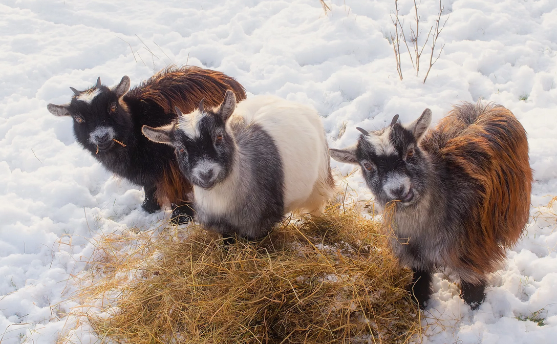 Козлята рождаются у коз как зимой (январь-февраль), так и весной (апрель-май)