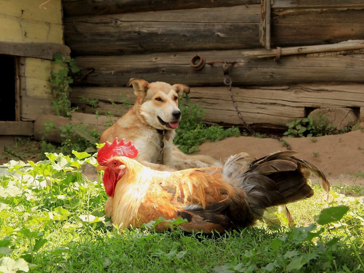 Белгородские корма