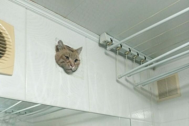 Застрявший кот