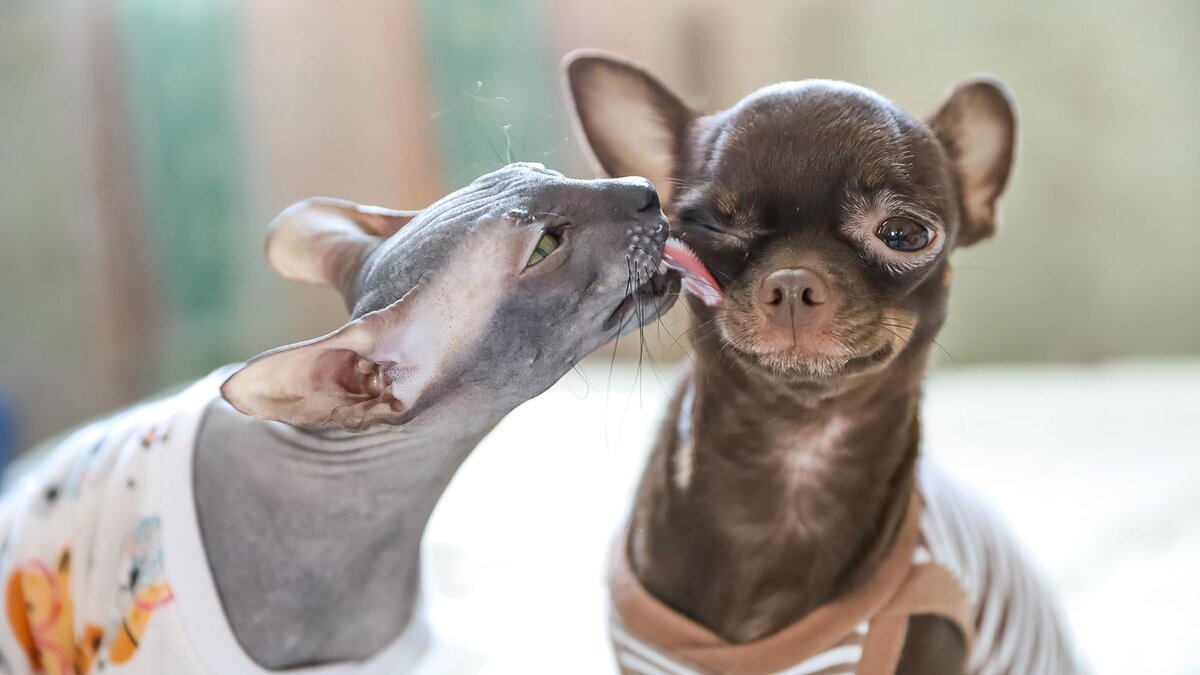    kapichka / Shutterstock / FOTODOM