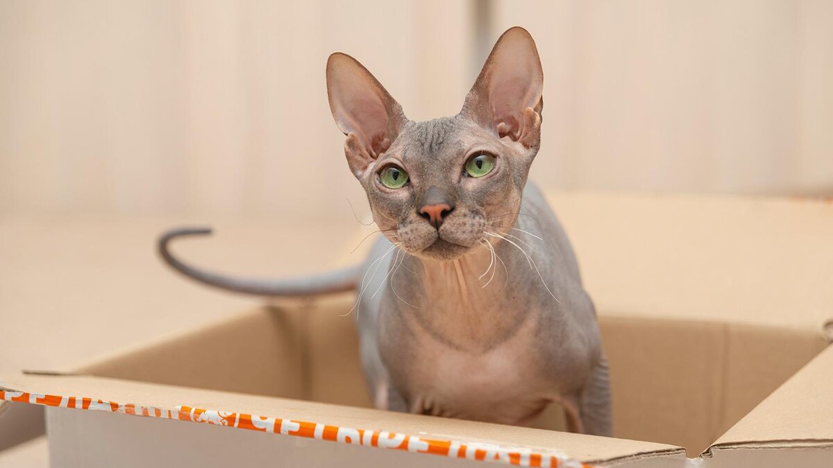    RozochkaIvn / Shutterstock / FOTODOM