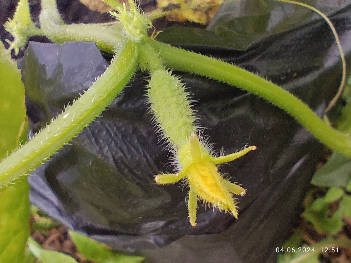 Огурец. Проверять я его ходила с утра, просто без телефона. Потом ещё раз идти пришлось, чтобы сфотографировать