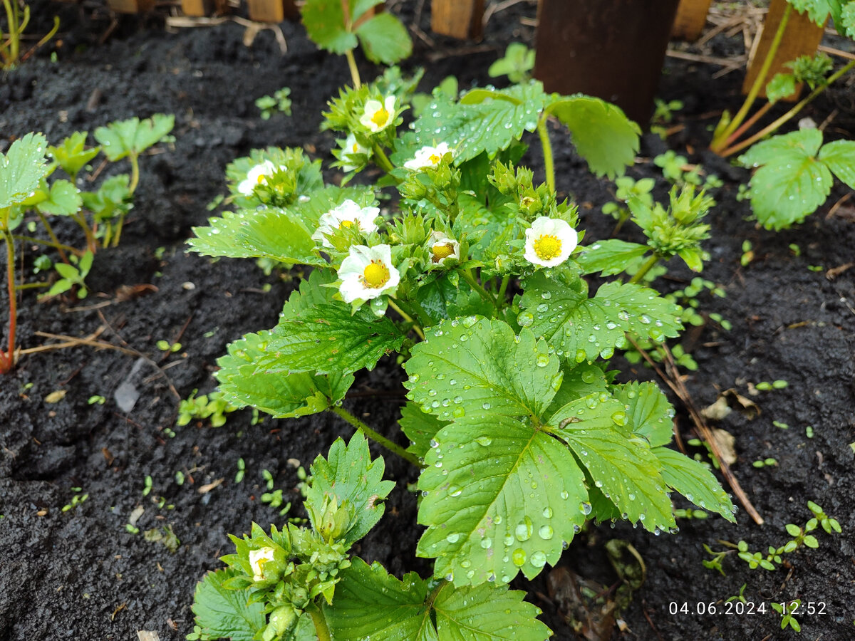 Клубника зацвела