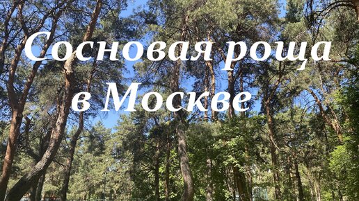 Прогулка по Москве: сосновый массив в районе станции метро 