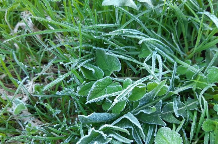    Свыше 600 млн рублей агростраховых выплат по причине майских заморозков перечислено к началу июня