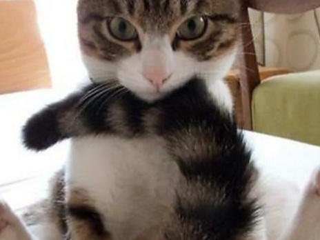 Поиграем и мой хвост не пострадает