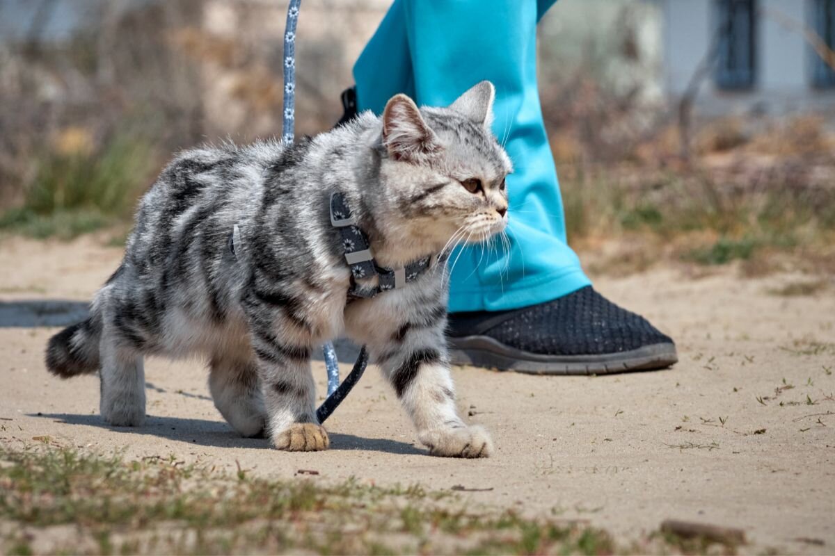 Защищают ли кошки своих хозяев?