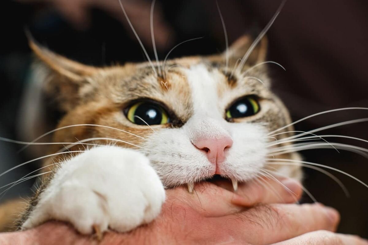 Кот кусает руку человека 