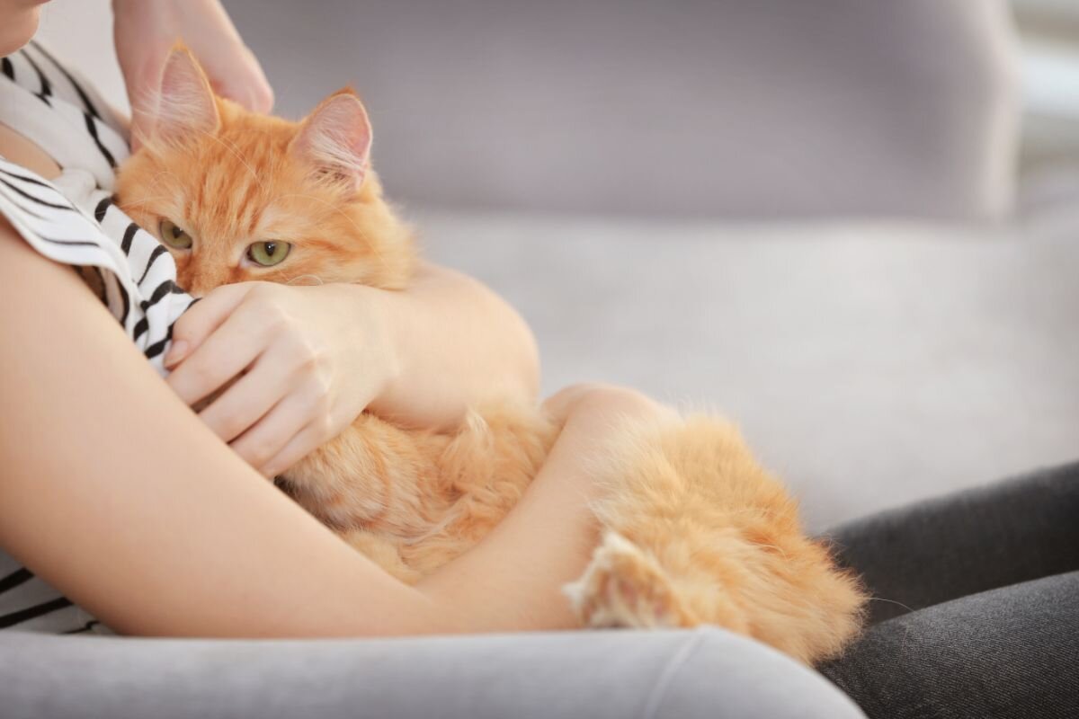Кошка с хозяйкой 