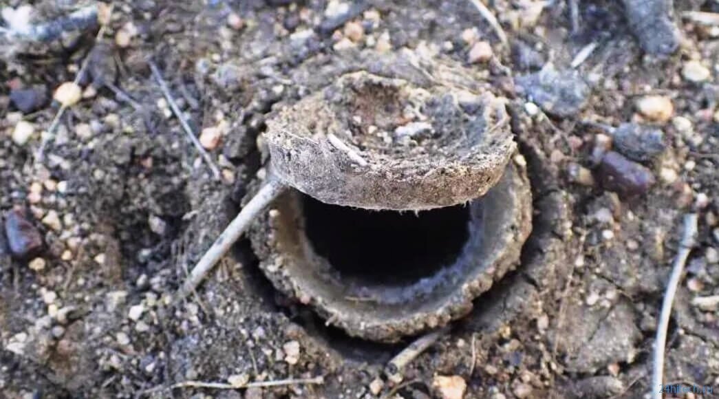 Идеально круглое отверстие - вход в нору и люк, который может плотно закрывать нору паука  Euoplos dignitas (foxnews.com)