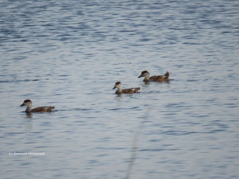    Утята огаря и птенцы скворцов. В Оренбургском заповеднике появляется потомство Кристина Просвиркина