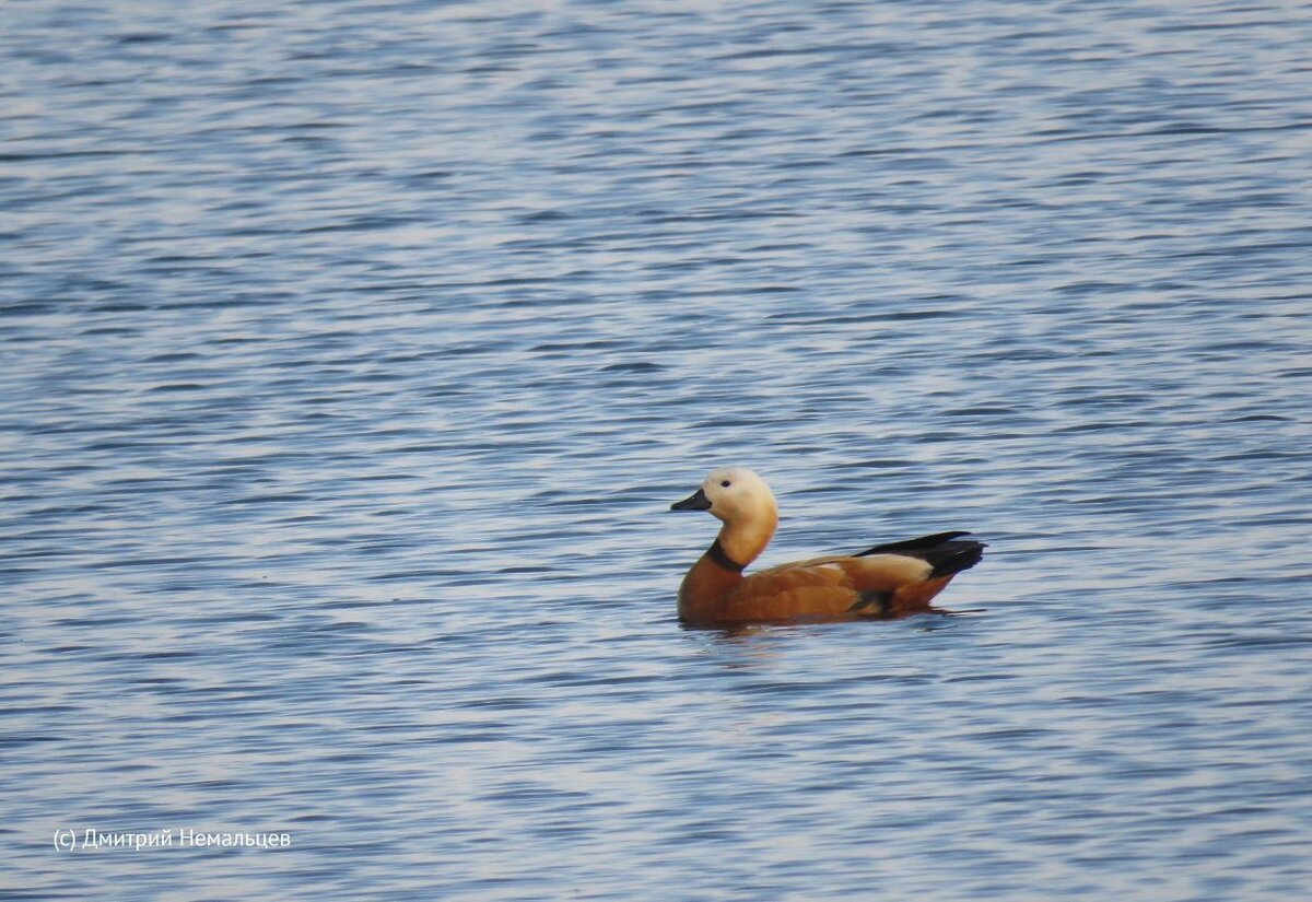  📷    Утята огаря и птенцы скворцов. В Оренбургском заповеднике появляется потомство Кристина Просвиркина