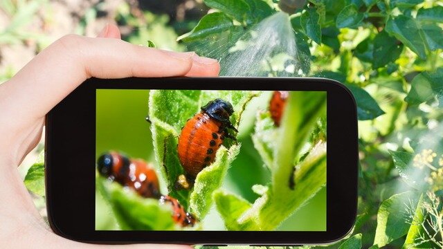 Со всеми работами на огороде можно справиться, но колорадского жука очень трудно уничтожить.