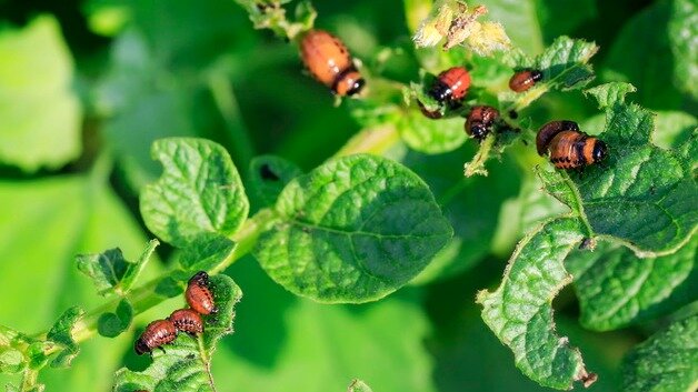 Колорадский жук и его личинки довольно чувствительны ко многим растворам, приготовленных на основе растений.