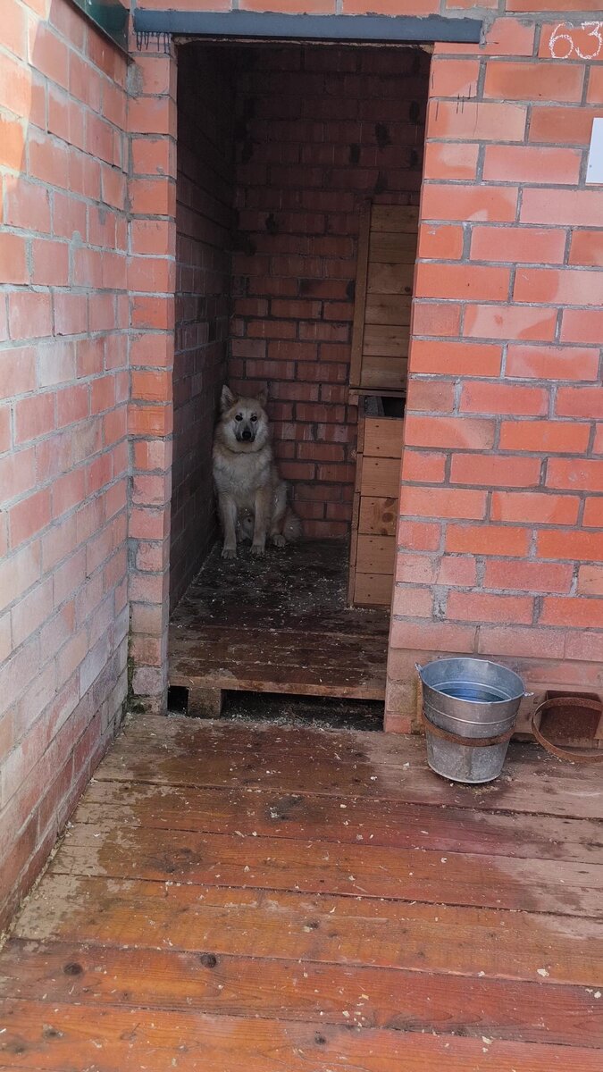 Бакс в вольере