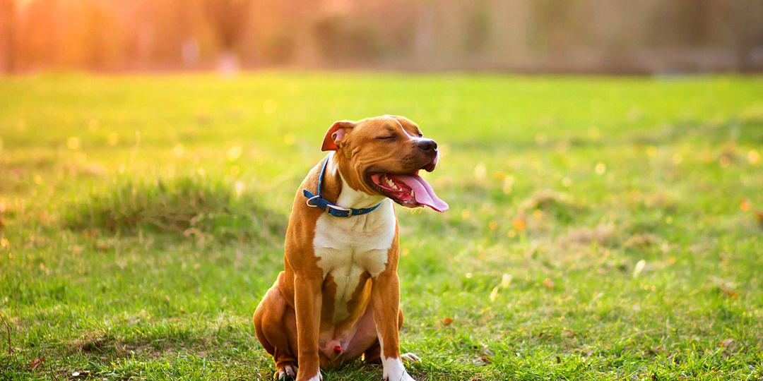 Собака погибла после соревнований в полевых условиях: бережем питомцев от теплового удара