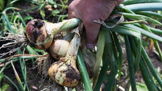 Каждый огородник знает, что для получения крупной репки нужно грамотно вносить удобрения. 