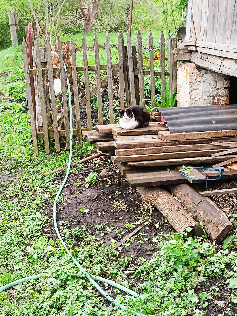 Котик