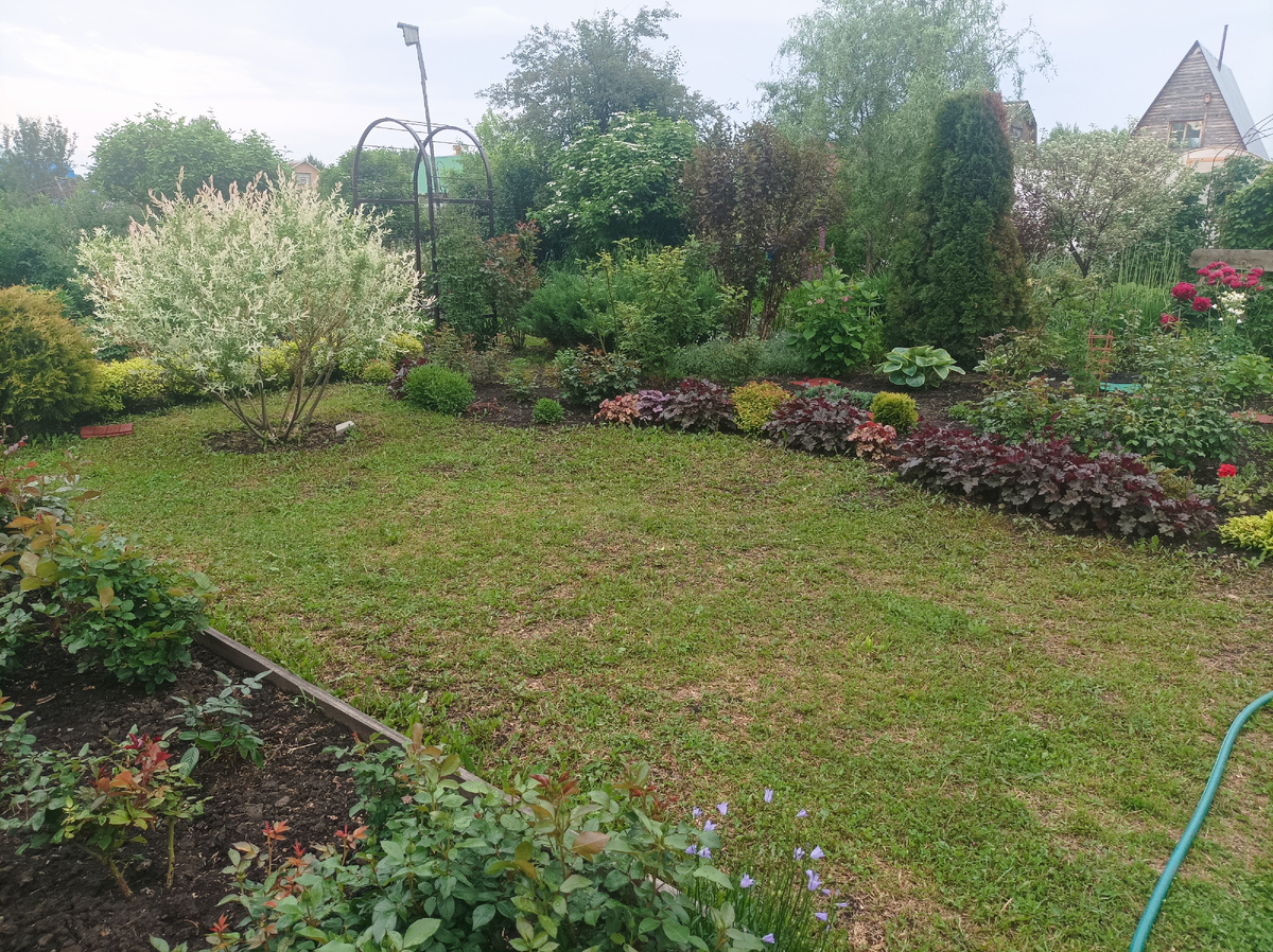 мой сад, 17 июня 2024 г