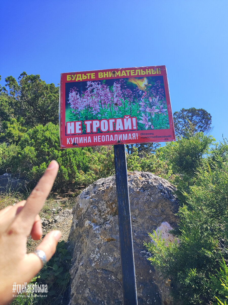 Купина Неопалимая. НЕ ТРОГАЙ!