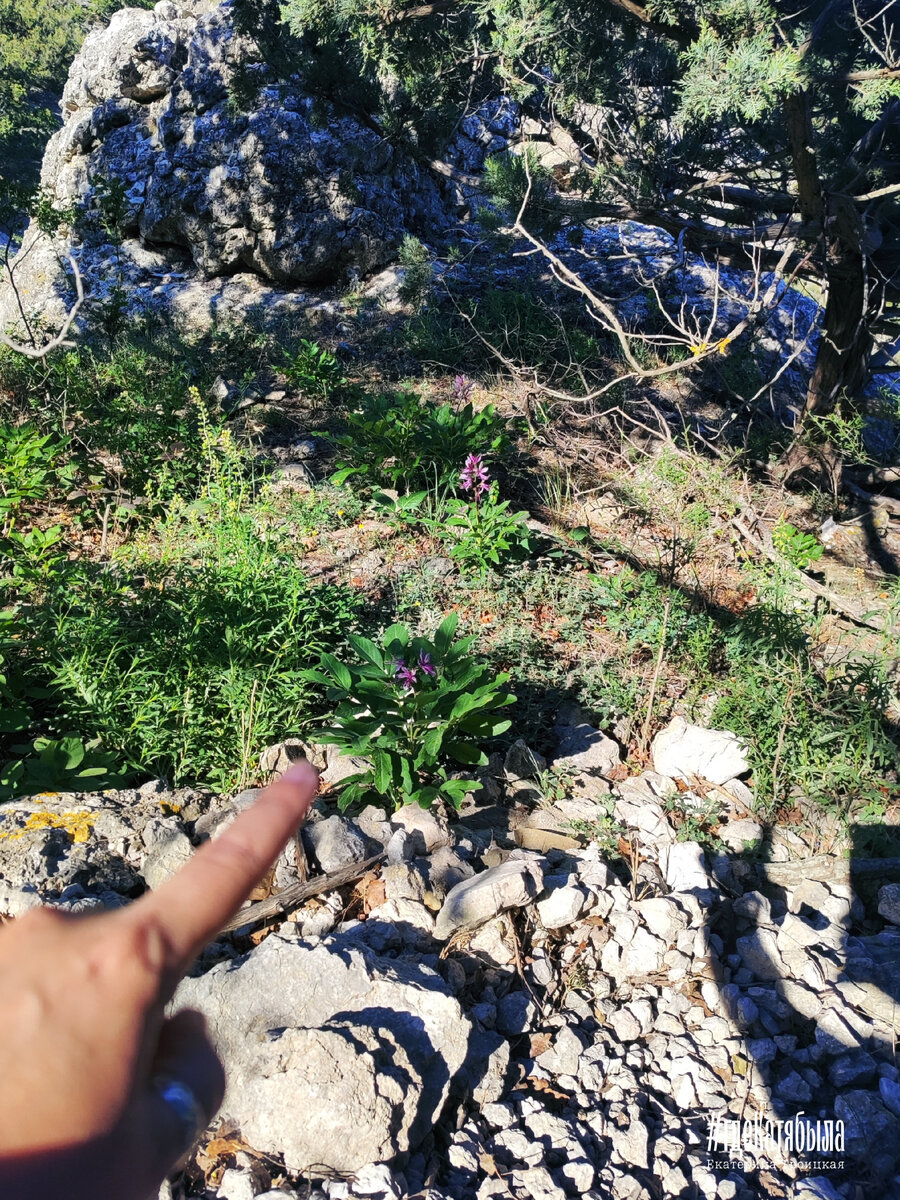 #купинанеопалимая #опасно