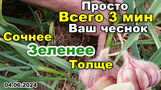 Всего 3 мин и ВАШ ЧЕСНОК будет сочнее ЗЕЛЕНЕЕ ТОЛЩЕ прямо на глазах. Подкормка весна-лето 04.06.24