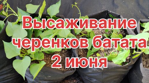 Батат в Подмосковье. Высаживание черенков 2 июня.