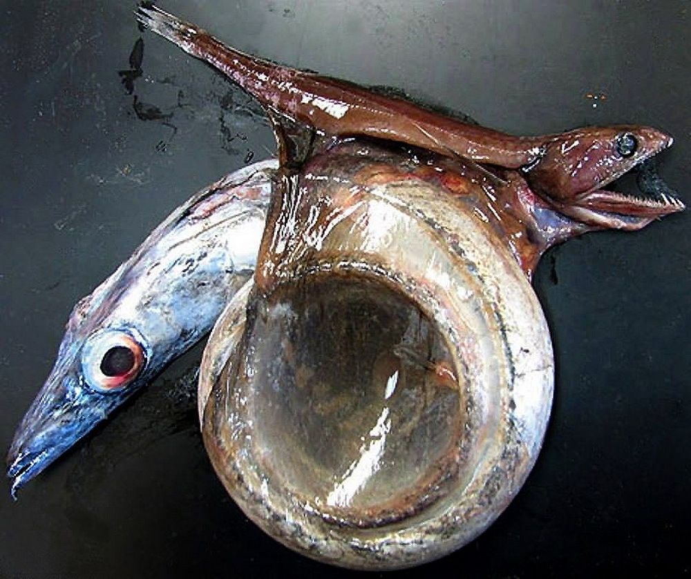 Вот так погибают живоглоты.