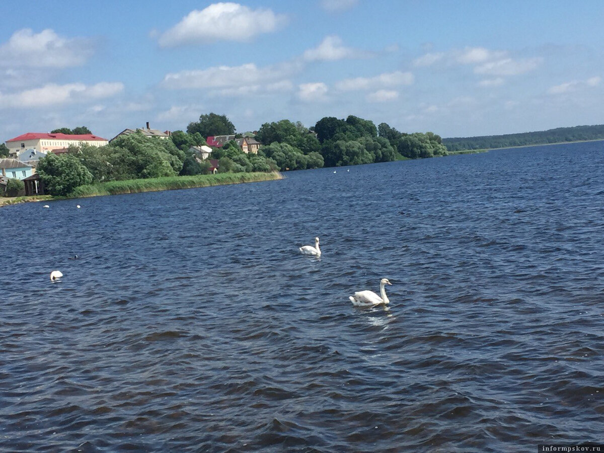 Попавшего в беду лебедя спасли специалисты Себежского нацпарка. Фото: газета Себежского района «Призыв»