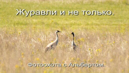 Фотоохота с Альбертом. Журавли и не только.