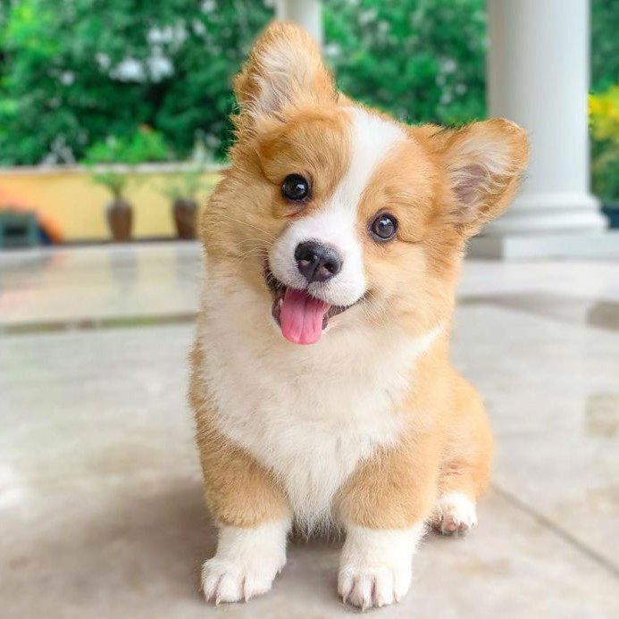    Не все корги — хорошие мальчики. Некоторые из них хорошие девочки.