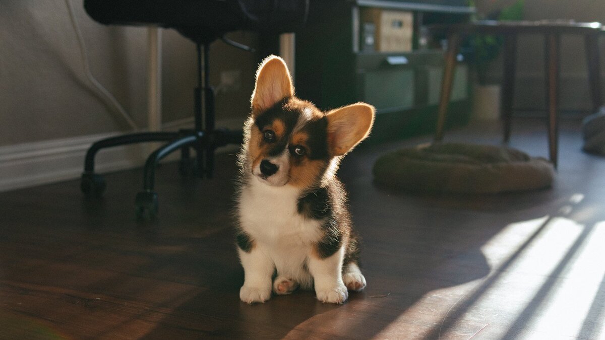    Корги наклоняет голову