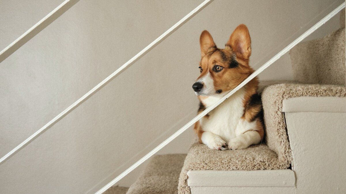    Корги на ступеньках
