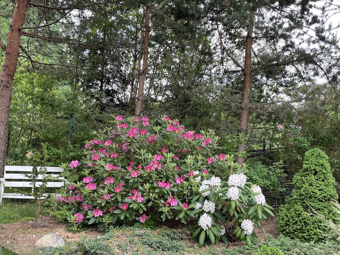 2024 слева Rhododendron Haaga, справа Rhododendron P.M.A. Tigerstedt