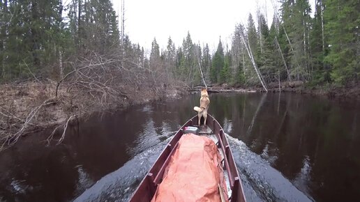 Поход на лодке по таёжной реке. Эти завалы меня замучали. Поставил фотоловушки на тропах 2 серия.