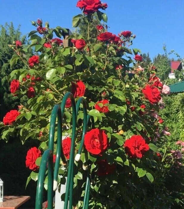 фото Любови